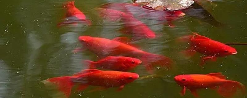 紅鯉魚的飼養方法：紅鯉魚的養護方法