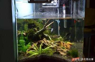 六盤水鐘山開發(fā)區(qū)雙虹七彩水族館