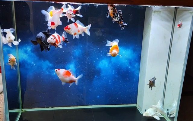 紅龍魚掛畫有什么講究（紅龍魚掛畫有什么講究嗎）