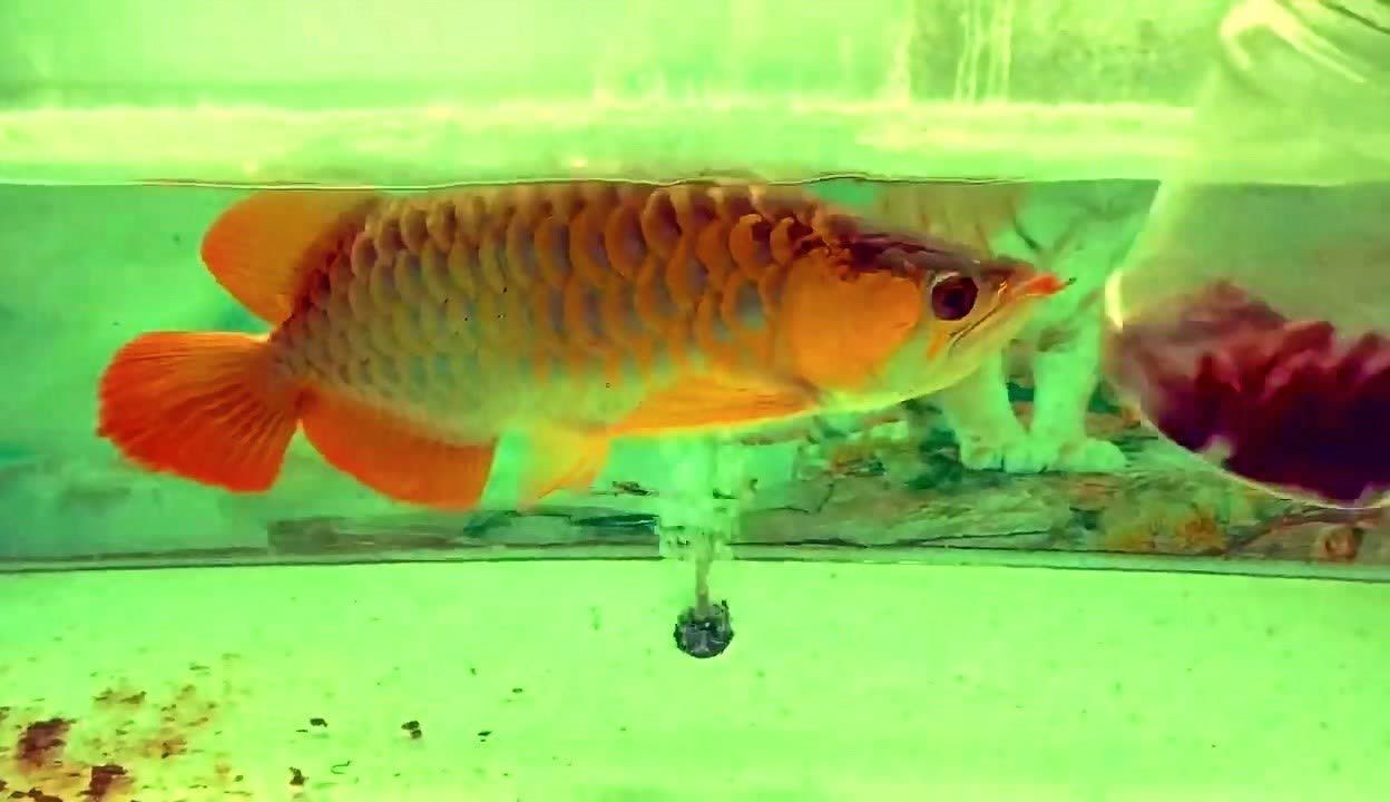 80厘米長的魚缸能養(yǎng)金龍魚嗎（80厘米的魚缸可以養(yǎng)金龍魚嗎360問答）