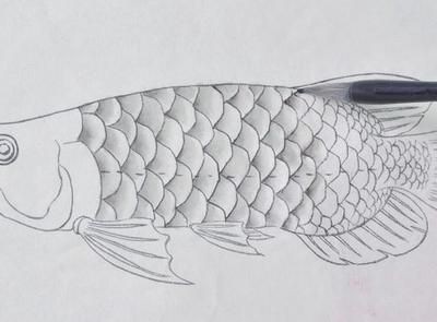 金龍魚簡筆畫素描圖：金龍魚簡筆畫是一種簡單易學的繪畫方法，可以讓你快速繪制出金龍魚的輪廓和特征