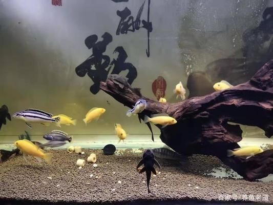 混養魚種社交行為觀察指南：如何觀察和研究混養魚群中的社交行為