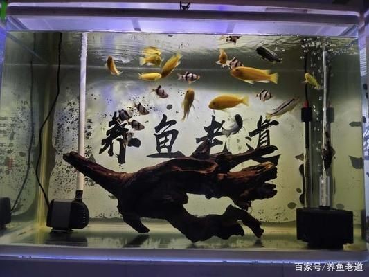 混養魚種社交行為觀察指南：如何觀察和研究混養魚群中的社交行為