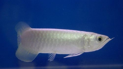 銀龍魚最佳飼養溫度：銀龍魚最佳飼養溫度為25-28攝氏度