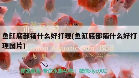 紅魔王銀版魚健康檢查方法：紅魔王銀版魚健康檢查特定方法紅魔王銀版魚水質(zhì)管理技巧