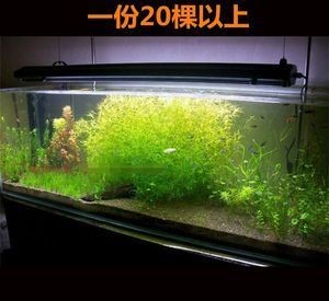 觀賞蝦飼養(yǎng)觀賞蝦的數(shù)量和大小、水質(zhì)惡化、水質(zhì)惡化：觀賞蝦的飼養(yǎng)技術(shù)