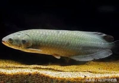 翹嘴和銀龍魚（翹嘴和銀龍魚在生物學分類、生活環境、外觀特征等方面存在不同）