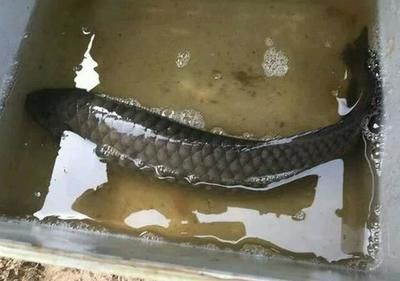 翹嘴和銀龍魚（翹嘴和銀龍魚在生物學分類、生活環境、外觀特征等方面存在不同）