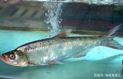 翹嘴和銀龍魚（翹嘴和銀龍魚在生物學分類、生活環境、外觀特征等方面存在不同）