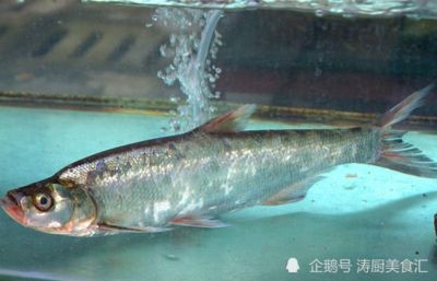 翹嘴和銀龍魚（翹嘴和銀龍魚在生物學分類、生活環境、外觀特征等方面存在不同）