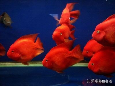 紅色的魚缸魚缸魚缸紅色觀賞魚大家都養過嗎：紅色的魚缸魚有哪些