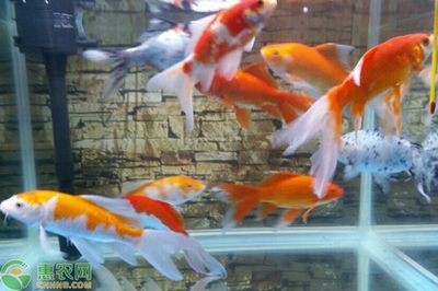 紅色的魚缸魚缸魚缸紅色觀賞魚大家都養過嗎：紅色的魚缸魚有哪些