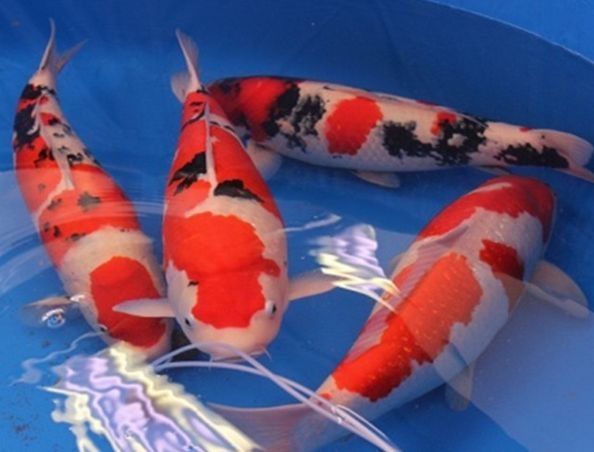 魚缸圖片效果圖視頻（尋找魚缸圖片效果圖視頻時，從多個角度來獲取靈感和信息）