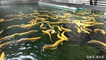 廣州大型龍魚漁場地址，廣州大型龍魚漁場