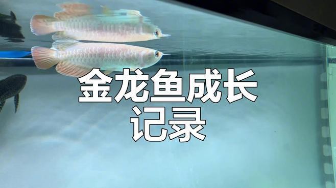 哪里可以買(mǎi)到帶證書(shū)的金龍魚(yú)苗？