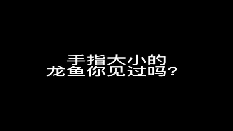 哪里可以買(mǎi)到帶證書(shū)的金龍魚(yú)苗？