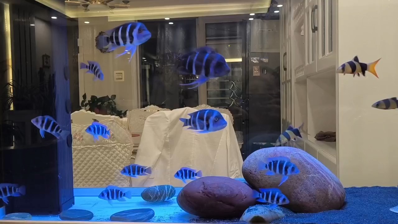 終于養大了