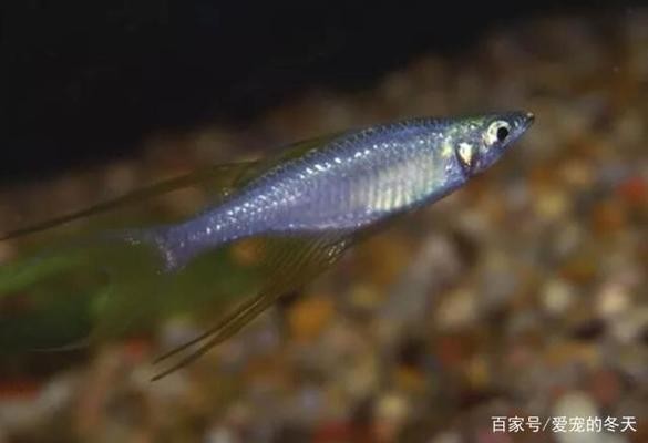 銅川市王益區(qū)魚(yú)戀花水族館