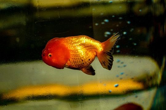 紅鯉魚缸當什么點綴好養(yǎng)紅鯉魚的養(yǎng)殖技巧和技巧：紅鯉魚的養(yǎng)殖技巧