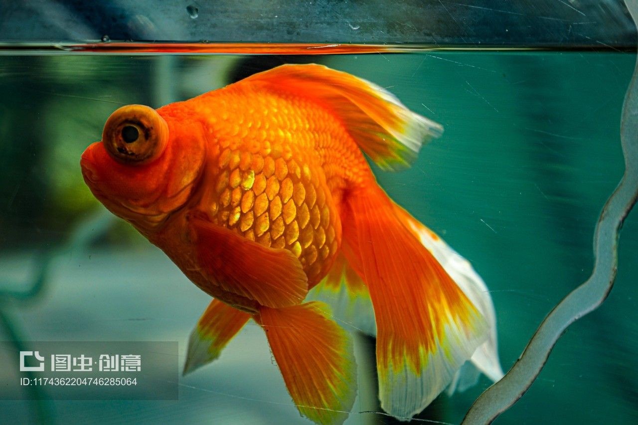 紅鯉魚缸當什么點綴好養(yǎng)紅鯉魚的養(yǎng)殖技巧和技巧：紅鯉魚的養(yǎng)殖技巧