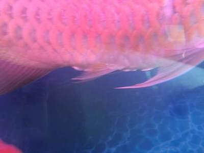 五原縣巨源水族（五原縣巨源水族館電話）