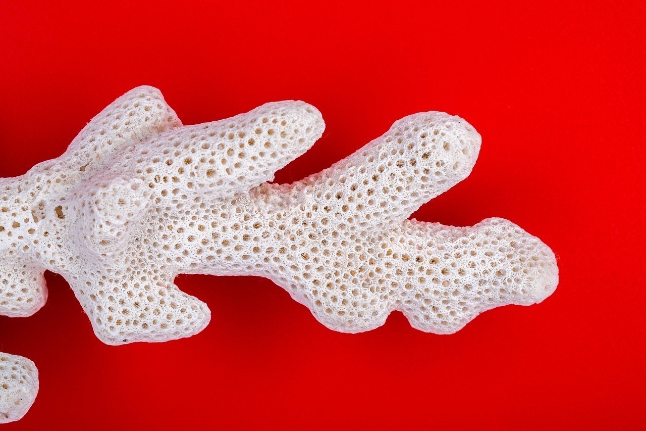 紅寶石魚能和龍魚混養(yǎng)嗎