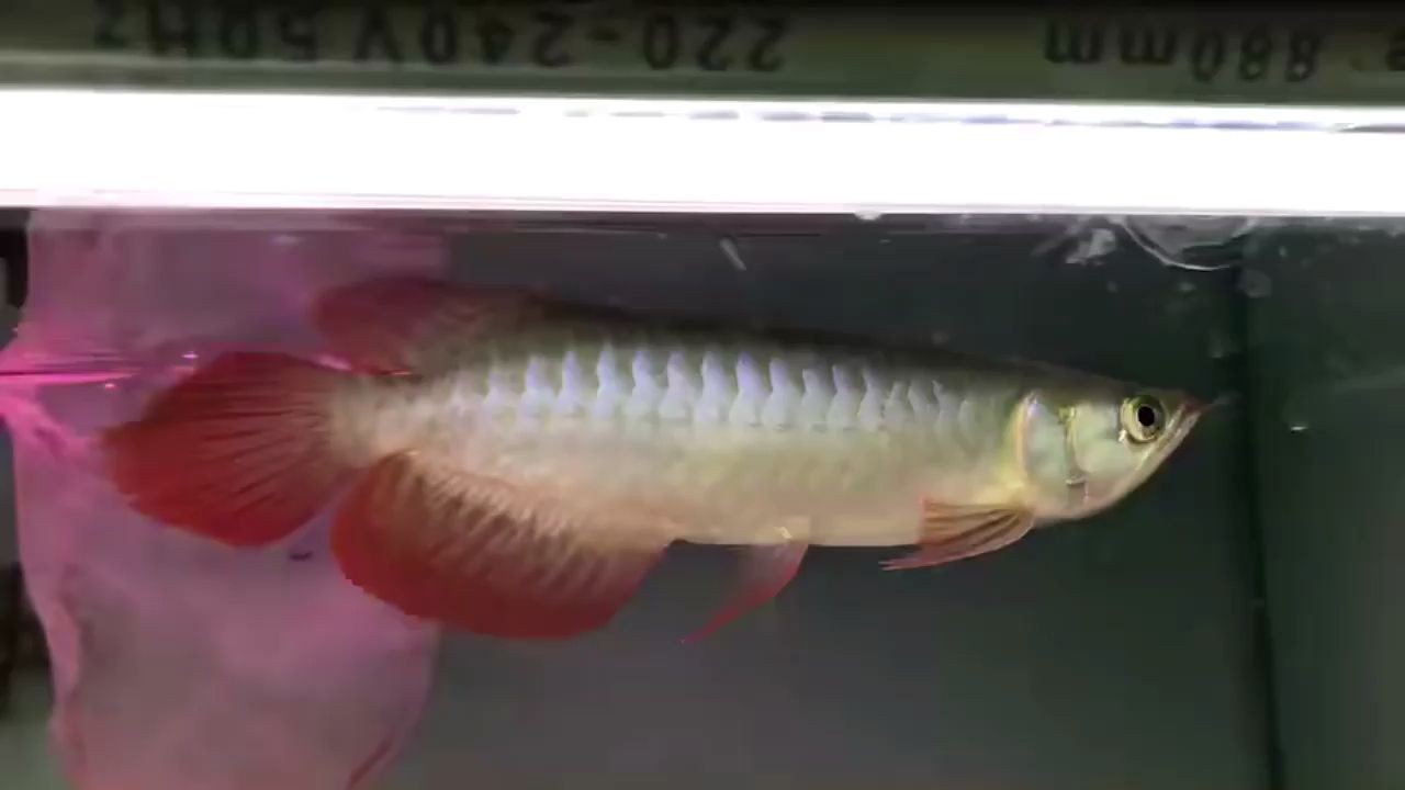 魚缸養鱖魚需要注意哪些問題？：魚缸養桂魚的注意事項 魚缸養鱖魚需要注意哪些問題？：魚缸養桂魚的注意事項 魚缸百科