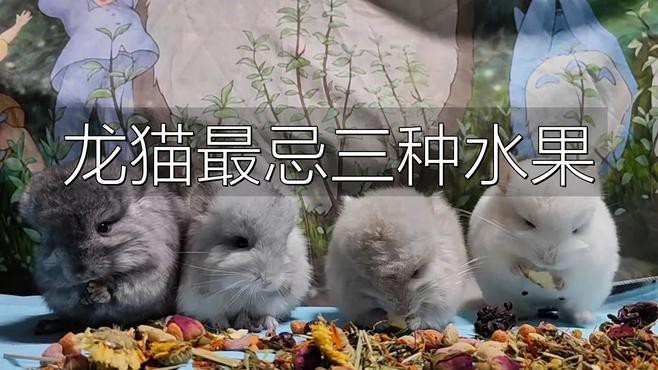 有哪些食物是龍貓不能吃的？