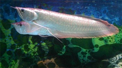銀龍魚常見病圖解圖片：關于銀龍魚常見的幾種疾病及其防治方法
