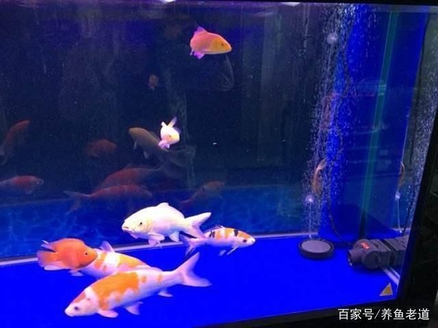魚缸過濾系統維護周期建議：魚缸過濾器維護的周期建議 魚缸過濾系統維護周期建議：魚缸過濾器維護的周期建議 魚缸百科 第1張