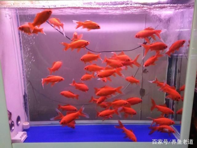 魚缸過濾系統維護周期建議：魚缸過濾器維護的周期建議 魚缸過濾系統維護周期建議：魚缸過濾器維護的周期建議 魚缸百科 第3張