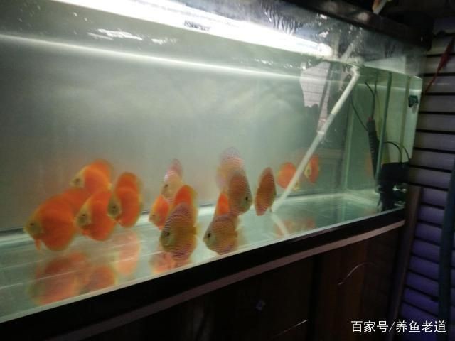 魚缸過濾系統維護周期建議：魚缸過濾器維護的周期建議 魚缸過濾系統維護周期建議：魚缸過濾器維護的周期建議 魚缸百科 第4張