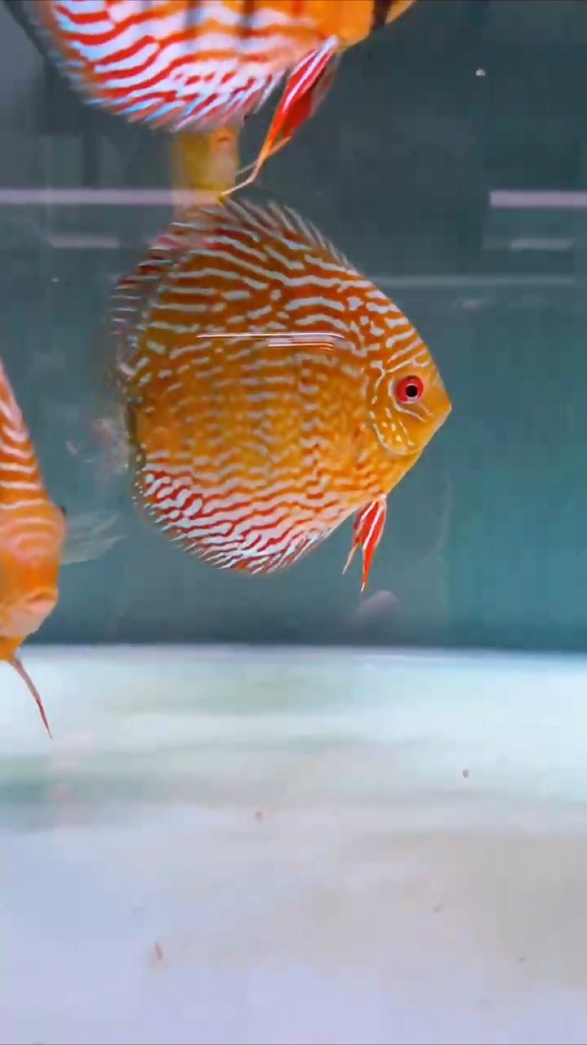 先完成，再完美 先完成，再完美 龍魚論壇