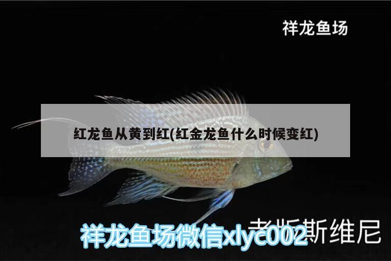 紅龍魚從黃到紅(紅金龍魚什么時候變紅)