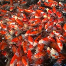 哪里可以購買到龍鳳魚？