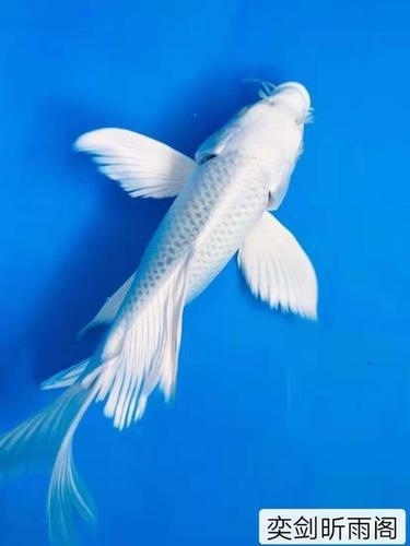 哪里可以購買到龍鳳魚？