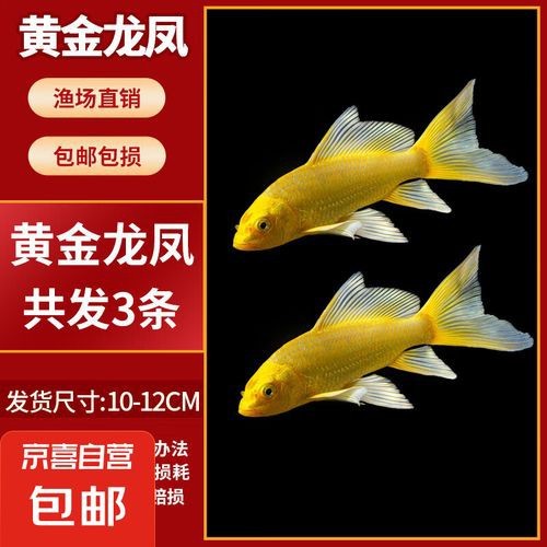 哪里可以購買到龍鳳魚？