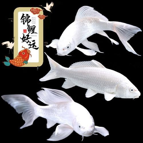哪里可以購買到龍鳳魚？