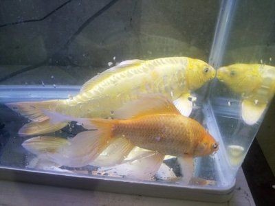 金龍魚銀龍魚紅龍魚能混養(yǎng)嗎，金龍魚、銀龍魚和紅龍魚可以混養(yǎng)