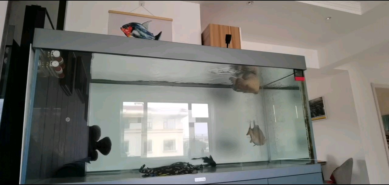 金龍對魚