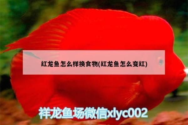 龍魚都喂什么飼料：金龍魚怎么養發色好 龍魚都喂什么飼料：金龍魚怎么養發色好 龍魚百科 第9張