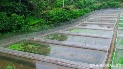 黑魚的養殖技巧：黑魚在魚缸中養殖需要提供足夠的食物來源]