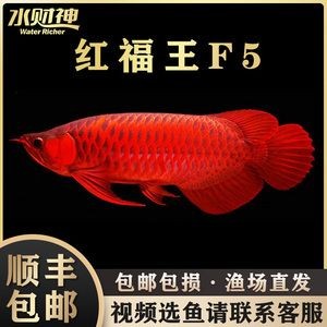 賽級紅龍魚苗：紅龍魚苗價格賽級紅龍魚苗價格賽級紅龍魚苗價格報價