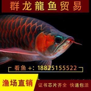 賽級紅龍魚苗：紅龍魚苗價格賽級紅龍魚苗價格賽級紅龍魚苗價格報價