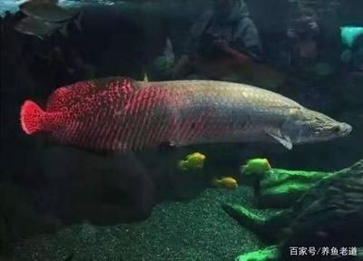 龍魚的糞便怎么處理：龍魚的糞便怎么處理，龍魚的糞便處理方法是什么