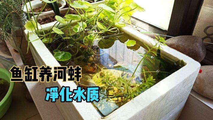 河蚌在魚缸中喂養的注意事項：河蚌在魚缸中喂養的注意事項：關于河蚌在魚缸中喂養的一些注意事項