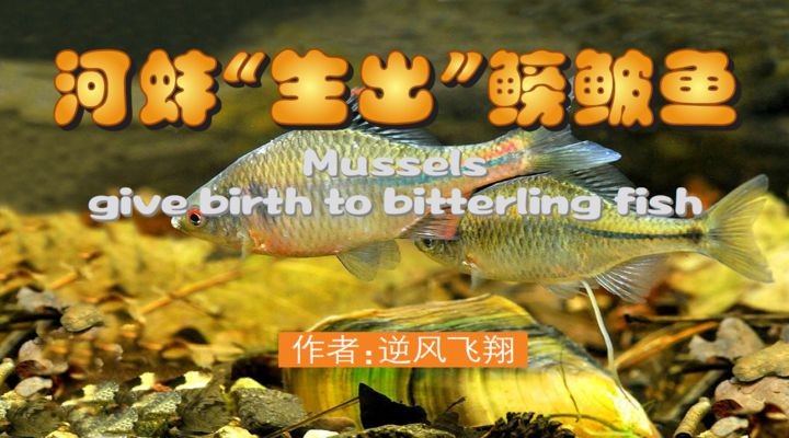 河蚌在魚缸中喂養的注意事項：河蚌在魚缸中喂養的注意事項：關于河蚌在魚缸中喂養的一些注意事項