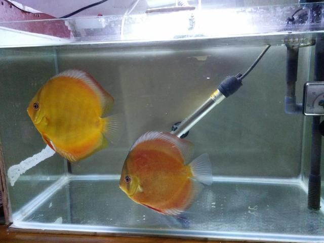 球鯊和龍魚混養嗎（關于球鯊和龍魚混養的問題）