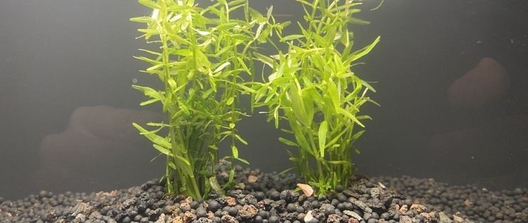 小米幾何魚缸拆解：小米幾何畫法兩棲懶人魚缸拆解