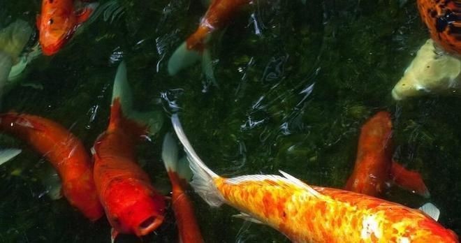 一米的魚缸裸缸養什么魚：一米長的裸缸魚缸，適合一米裸缸養的魚類，水質管理技巧